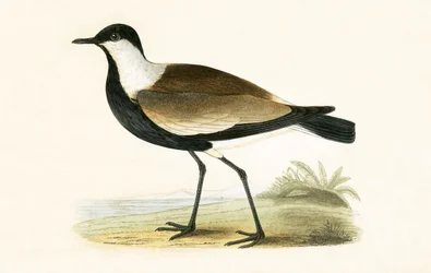 Spur Winged Plover, illustration from 