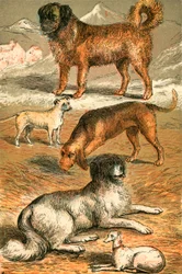 St Bernard, Bulldog, Bloodhound, Newfoundland and Italian Greyhound