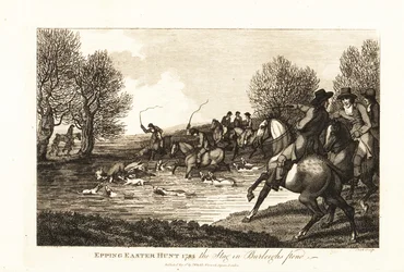 Stag hunters and hounds hunting a calf deer in the Epping Easter Hunt
