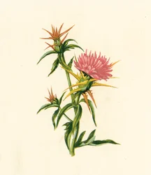 Star-Thistle, Centaurea Calcitrapa