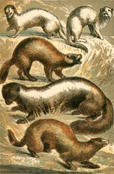Stoat, Ermine, Polecat, Skunk and Mink