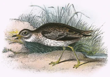 Stone Curlew