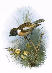 Stonechat