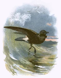 Storm Petrel