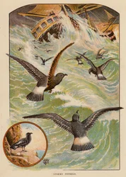 Stormy Petrels
