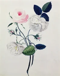 Study of White and Pink Roses