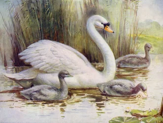 Swan and Cygnets