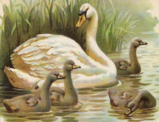 Swan and Cygnets