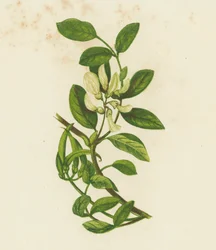 Sweet Milk Vetch, Astragalus Glyciphyllus