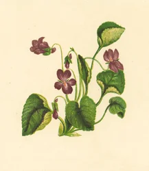 Sweet Violet, Viola Odorata