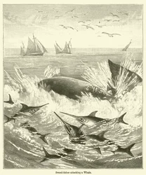 Sword-fishes attacking a Whale