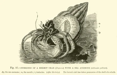 Symbiosis of a Hermit Crab (Pagurus) with a Sea Anemone, Adamsia Palliata