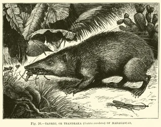 Tanrec, or Trandraka (Centetes Ecaudatus) of Madagascar