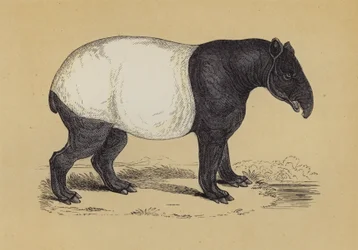 Tapir