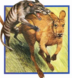 Tasmanian Wolf Attacking a Kangaroo