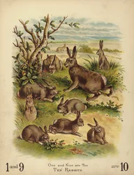 Ten Rabbits
