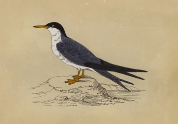 Tern
