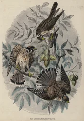 The American Sparrow-Hawk (coloured engraving)