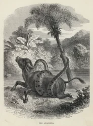 The Anaconda