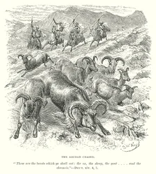 The Aoudad Chased