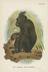 The Celebean Black Baboon
