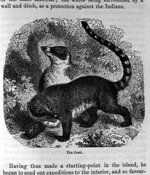The Coati, from Santo Domingo Past and Present