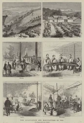 The Cultivation and Manufacture of Tea (engraving)