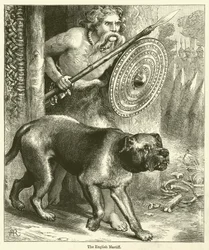 The English Mastiff