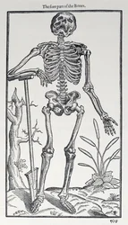 The Fore Part of the Bones, plate from The Historie of Man published by John Banister, 1578