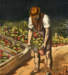 The Gardener