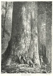 The Giant Gum-Tree (engraving)