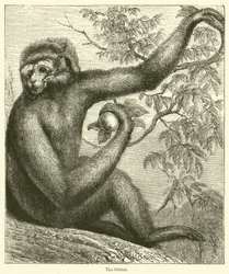 The Gibbon