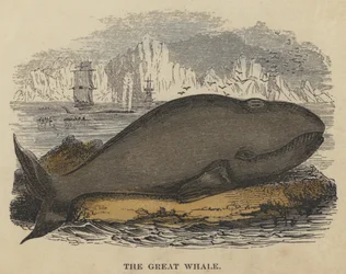 The Great Whale