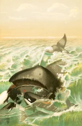 The Greenland Whale