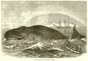 The Greenland or Right Whale