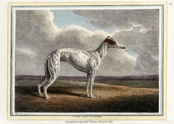 The Greyhound