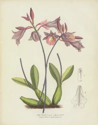 The Haytian Laeliops