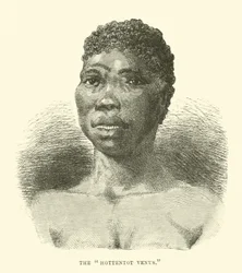 The Hottentot Venus