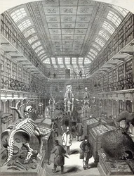 The Hunterian Museum, at the Royal College of Surgeons