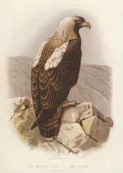 The Imperial Eagle, Aquila Imperialis