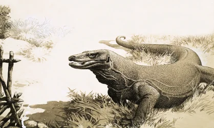 The Komodo Dragon