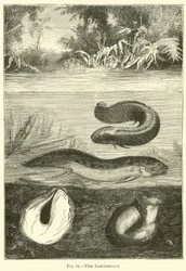 The Lepidosiren