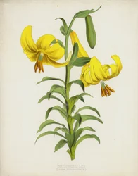 The Loddiges Lily