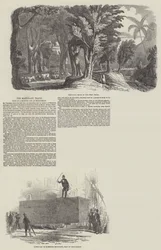 The Mahogany Trade, Sale of a Monster Log at Birkenhead