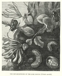 The Metamorphoses of the Rose Beetle, Cetonia aurata