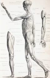 The Muscles of the Human Body, c.1890
