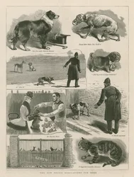 The New Police Regulations for Dogs