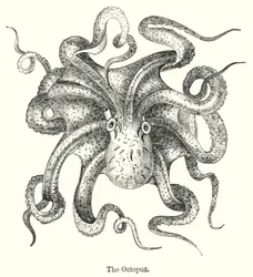 The Octopus