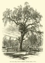 The Old Elm, Boston Common, Blown Down, 1876