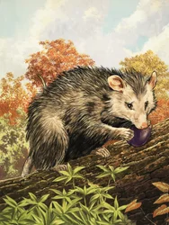 The Opossum